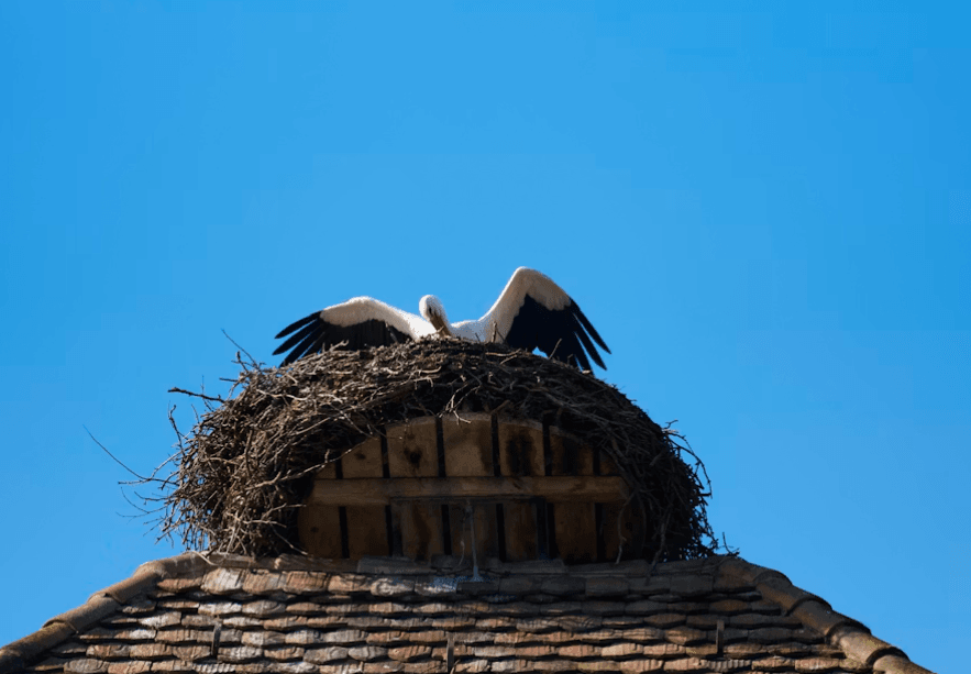 This image shows a nest on a roof.