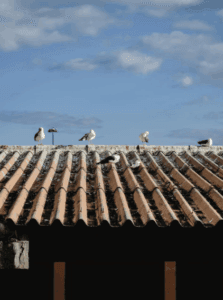 This image shows seagulls on a roof.
