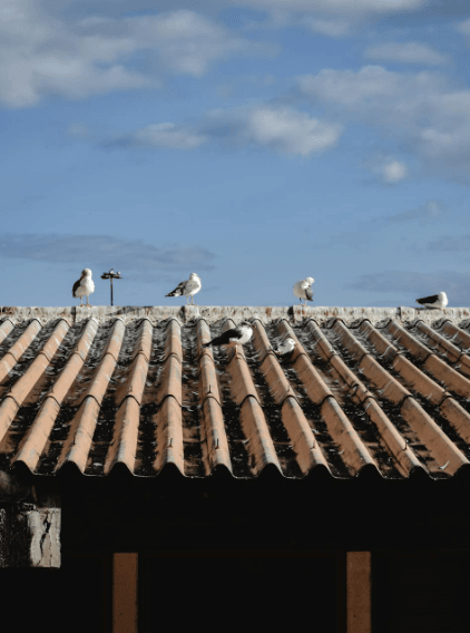 This image shows seagulls on a roof.