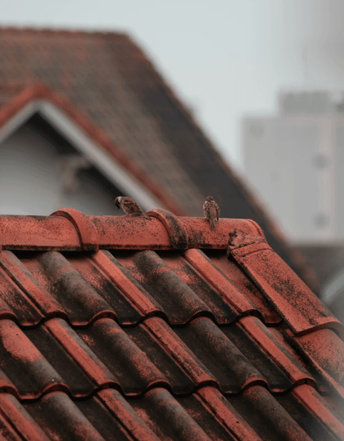 This image shows two birds on a red brick roof.