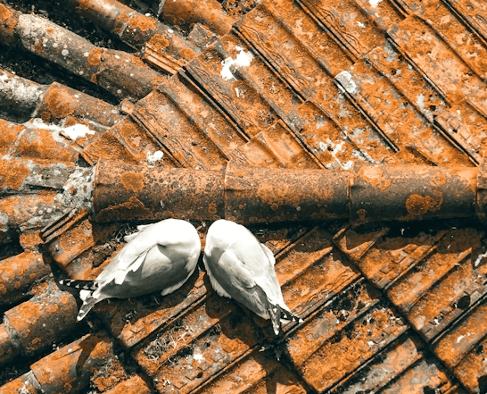 This image shows pigeons on a metal roof.